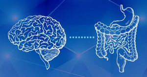 The Brain x Gut Connection