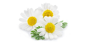 Chamomile Flower Benefits