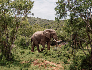 African Elephant