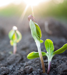 Plant Growing from Dirt Erthecode