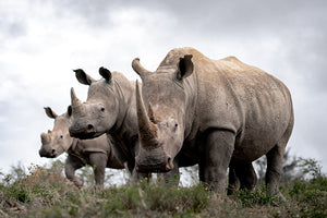 African White Rhino